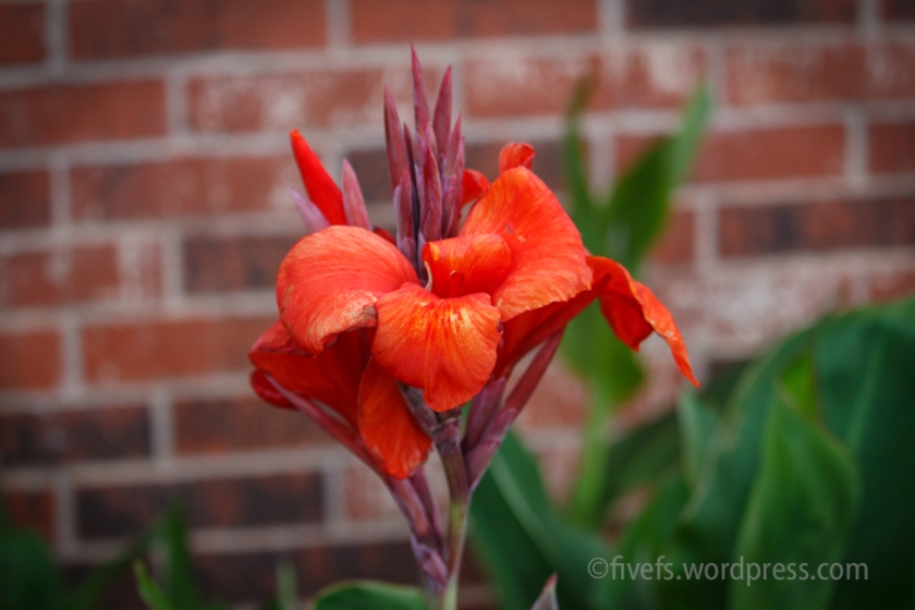 Red Cannas